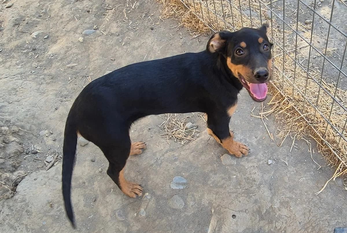 Zorbas, male puppy Mixed Breed for adoption at PAWS Paleochora, Paleochora (Chania, Crete)