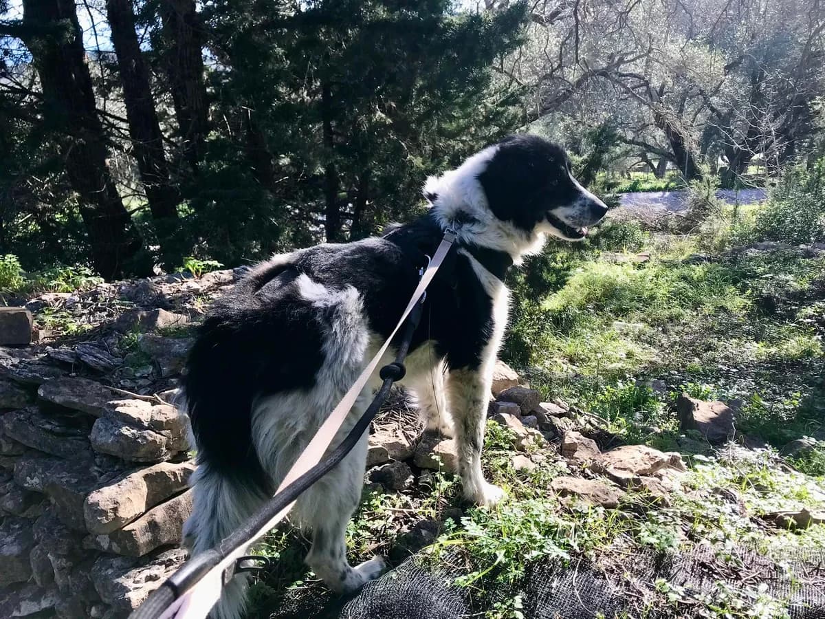 Roxy, female 5yo Mixed Breed for adoption at PAXOS ANIMAL WELFARE SOCIETY (PAWS-PAXOS)
