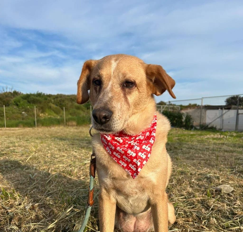 Mpella, to thayma tis agapis (Μπέλλα, το θαύμα της αγάπης), Mixed Breed for adoption at Samos Animals — Φιλοζωικό Σωματείο Σάμου, Samos