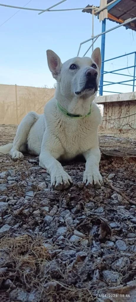 Soyzi, toy Pythagoreioy (Σούζι, του Πυθαγορείου), Mixed Breed for adoption at Samos Animals — Φιλοζωικό Σωματείο Σάμου, Samos