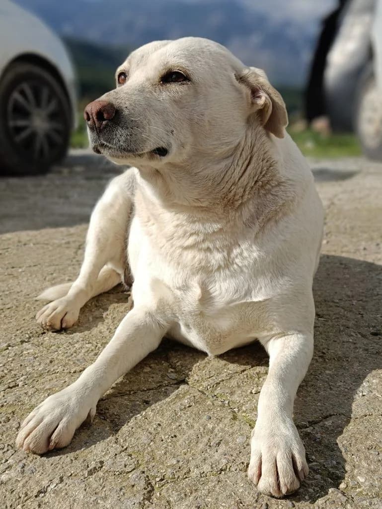 Άlmpa, i peismatara (Άλμπα, η πεισματάρα), Mixed Breed for adoption at Samos Animals — Φιλοζωικό Σωματείο Σάμου, Samos