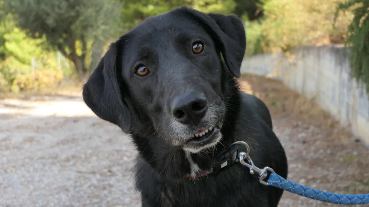 Tai, male 3yo Mixed Breed for adoption at Save a Greek Stray, Metsovo