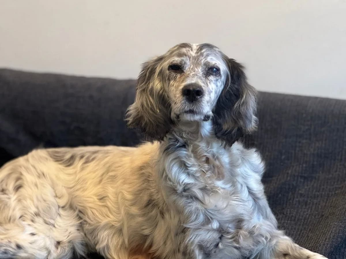 Effie, female 5yo English Setter for adoption at Save a Greek Stray, Metsovo