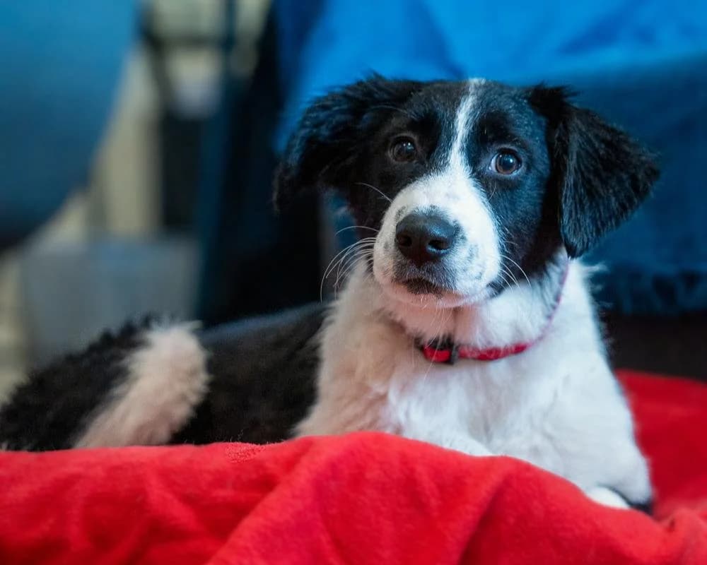 Neva, female young Mixed Breed for adoption at Save a Greek Stray, Metsovo