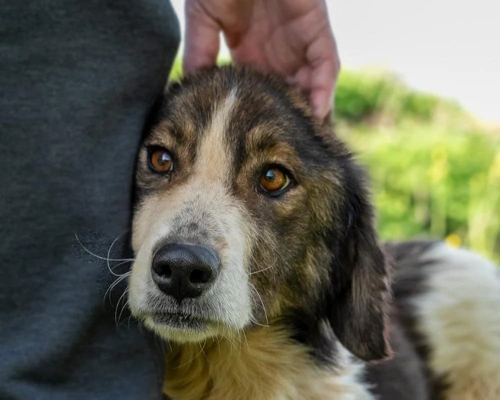 Melpo, female 4yo Mixed Breed for adoption at Save a Greek Stray, Metsovo