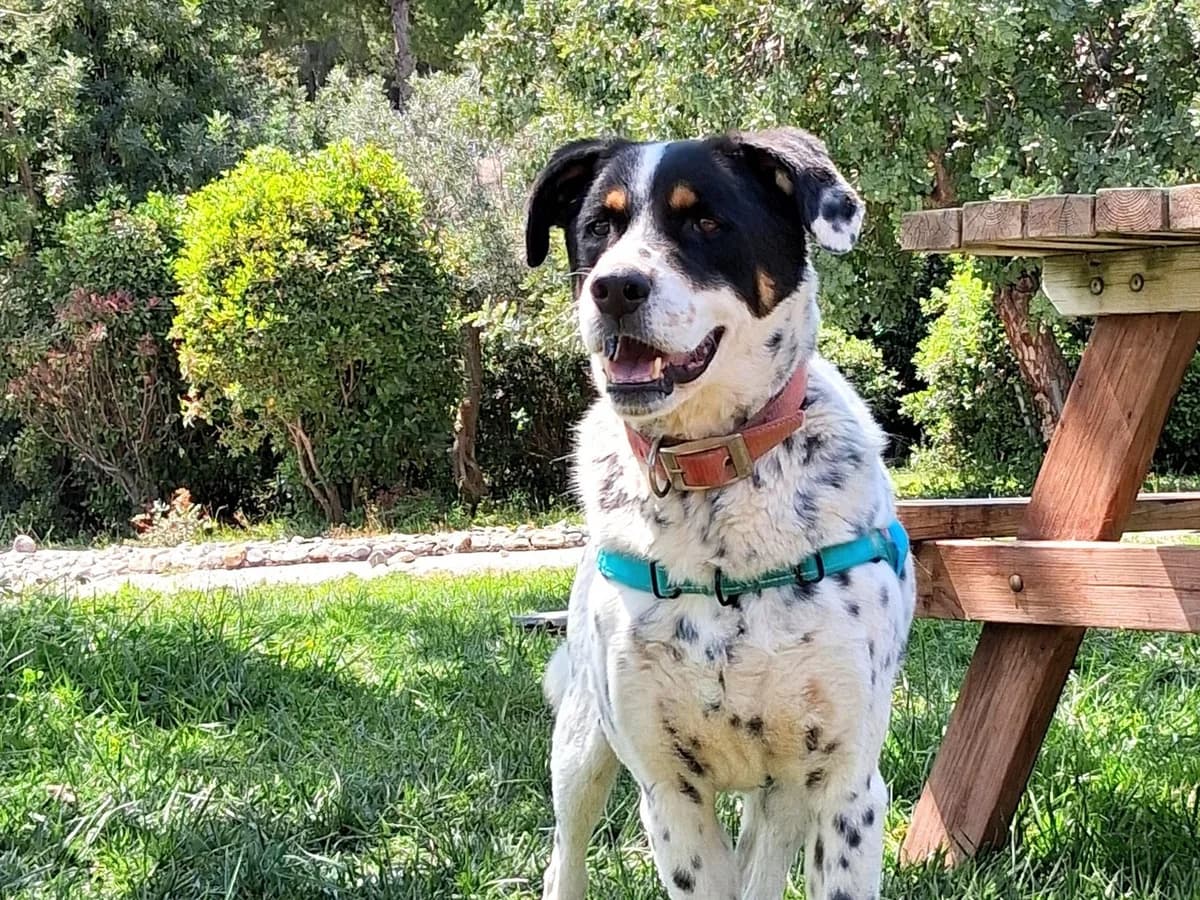 Spot, male 5yo Mixed Breed for adoption at Save a Greek Stray, Metsovo