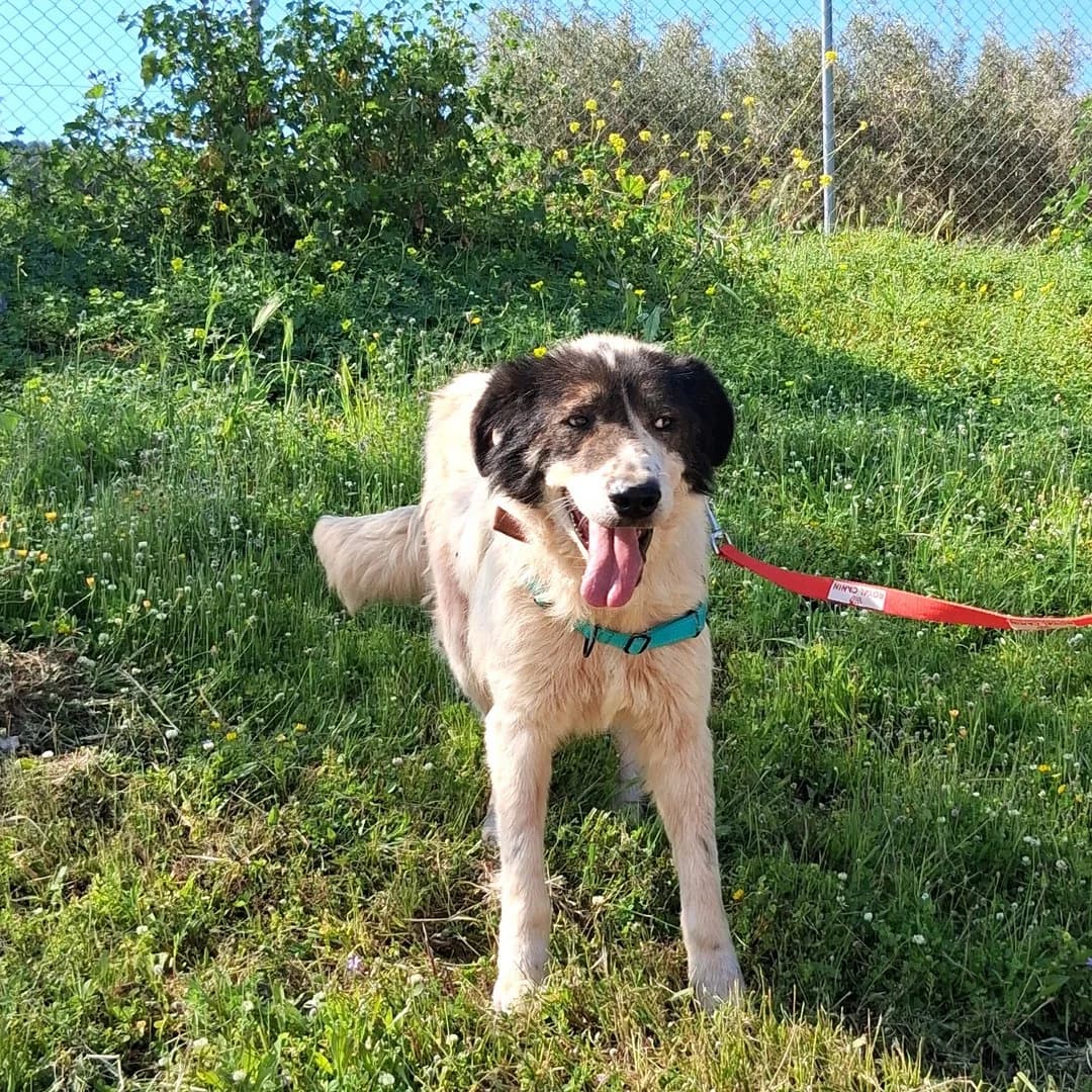 Pavlos, male senior Mixed Breed for adoption at Save a Greek Stray, Metsovo