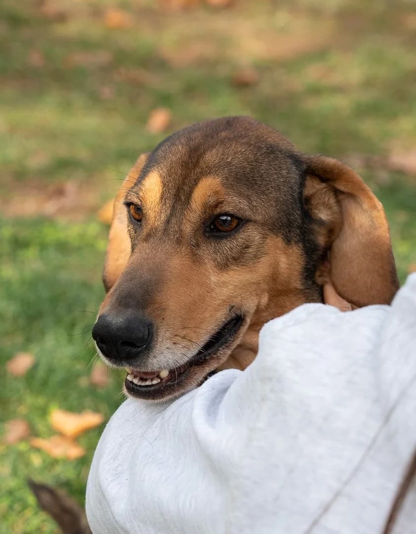 Tito (Τιτο), male 5yo Mixed Breed for adoption at Save a Greek Stray, Metsovo