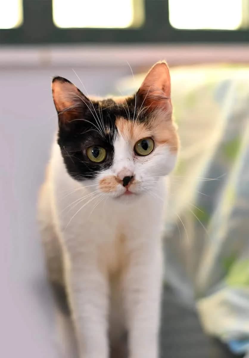 Amper (Αμπερ), female Mixed Breed for adoption at SCARS - Second Chance Animal Rescue Society