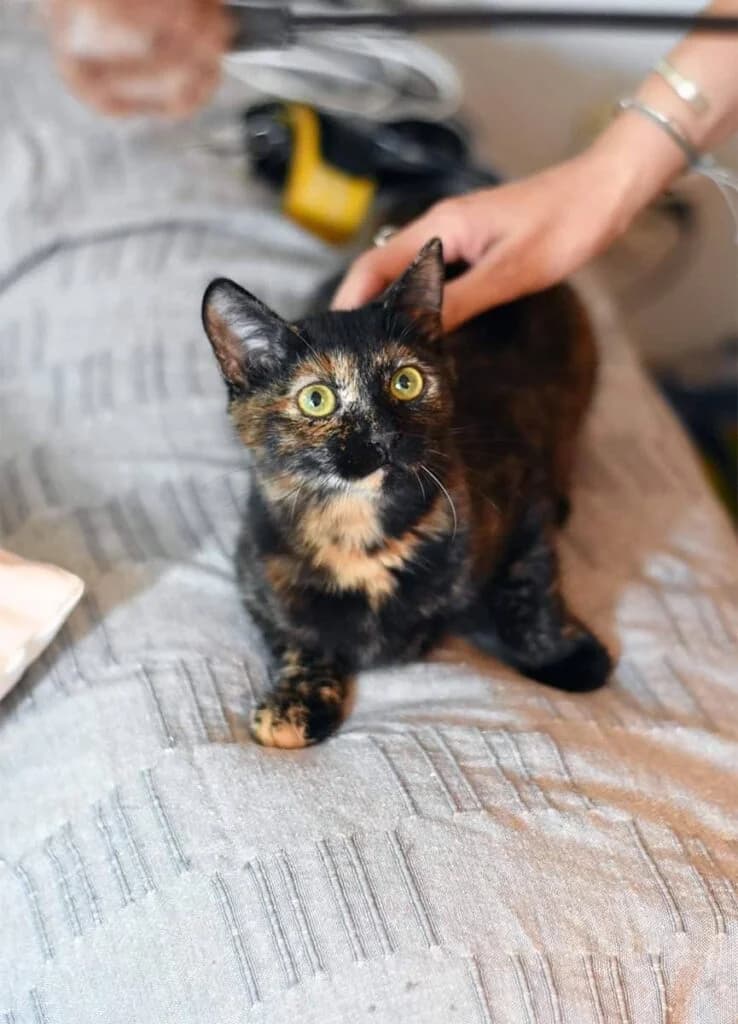 Gkreis (Γκρέις), female Mixed Breed for adoption at SCARS - Second Chance Animal Rescue Society