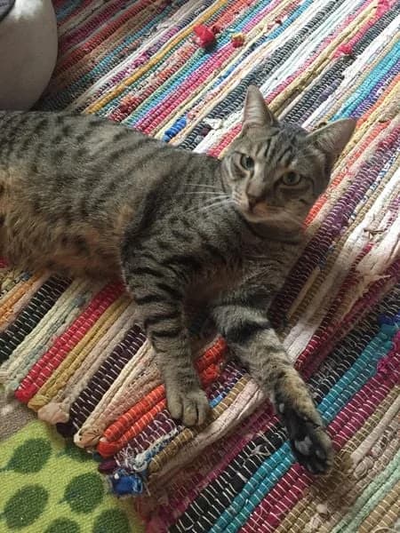 Ellin (Ελλιν), male Mixed Breed for adoption at SCARS - Second Chance Animal Rescue Society