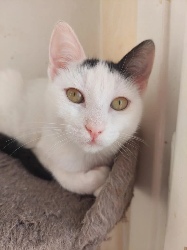 Kanisa (Κανισα), female Mixed Breed for adoption at SCARS - Second Chance Animal Rescue Society
