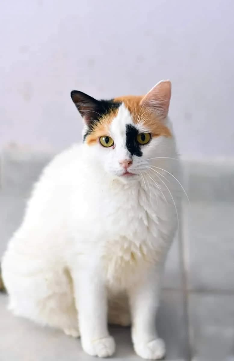 Malina (Μαλινα), female Mixed Breed for adoption at SCARS - Second Chance Animal Rescue Society