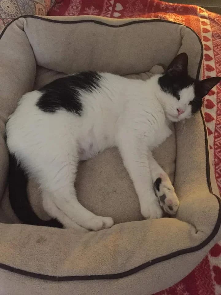 Pinat (Πίνατ), female Mixed Breed for adoption at SCARS - Second Chance Animal Rescue Society