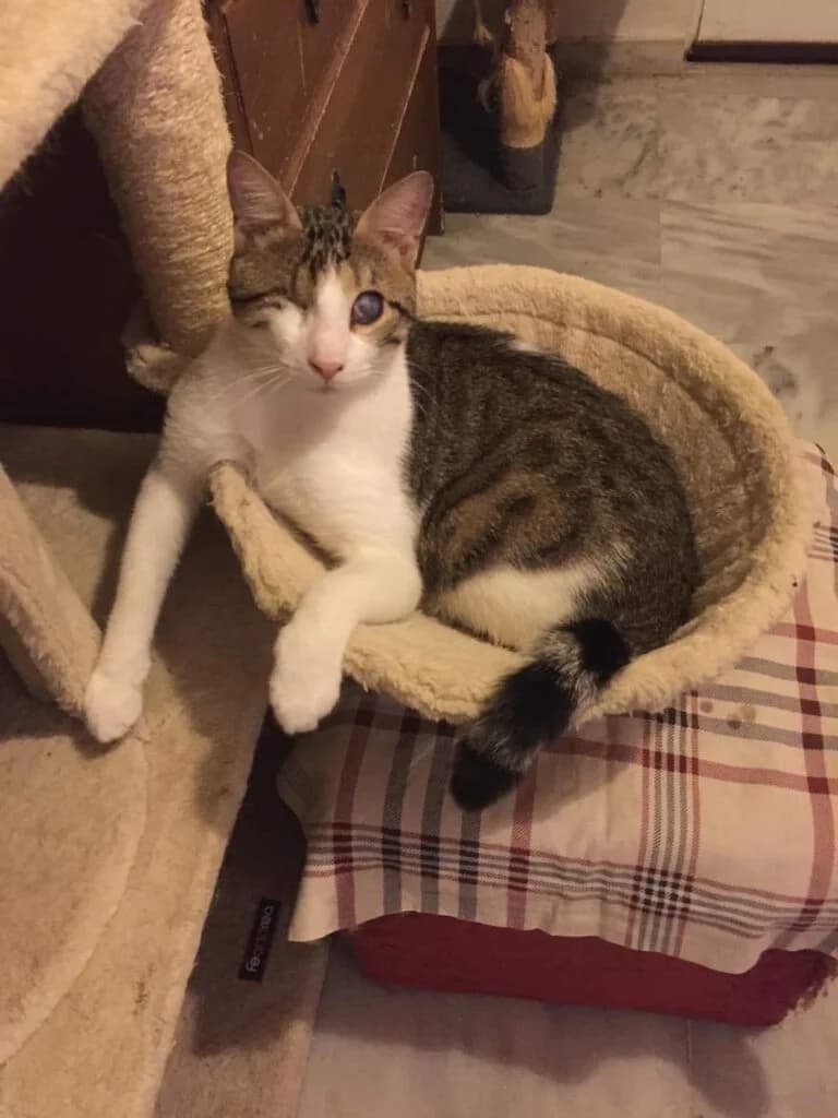 Pino (Πίνο), male Mixed Breed for adoption at SCARS - Second Chance Animal Rescue Society