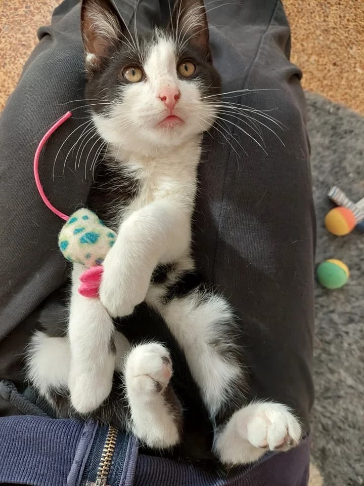 Tzasper (Τζάσπερ), male Mixed Breed for adoption at SCARS - Second Chance Animal Rescue Society