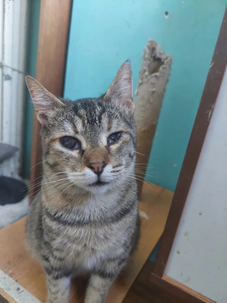 Tsitsiko (Τσιτσικο), female Mixed Breed for adoption at SCARS - Second Chance Animal Rescue Society