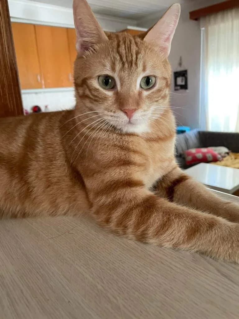 Frenterik (Φρέντερικ), male Mixed Breed for adoption at SCARS - Second Chance Animal Rescue Society