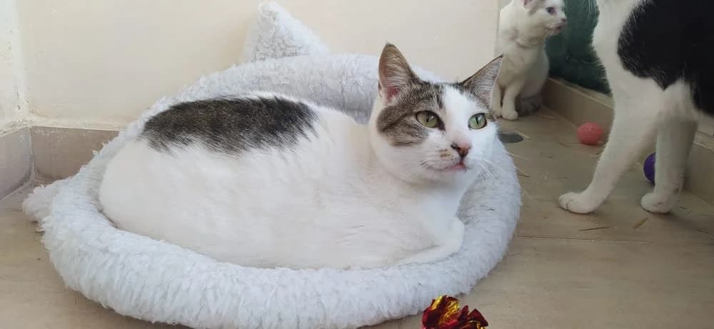 Adele, female Mixed Breed for adoption at SCARS - Second Chance Animal Rescue Society