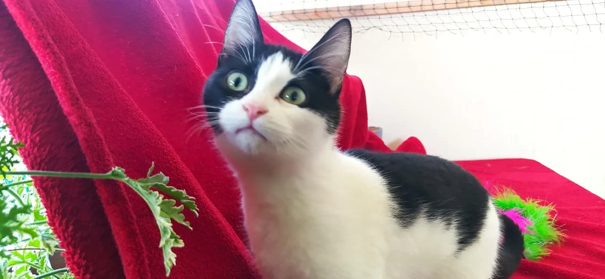 Destiny, female Mixed Breed for adoption at SCARS - Second Chance Animal Rescue Society