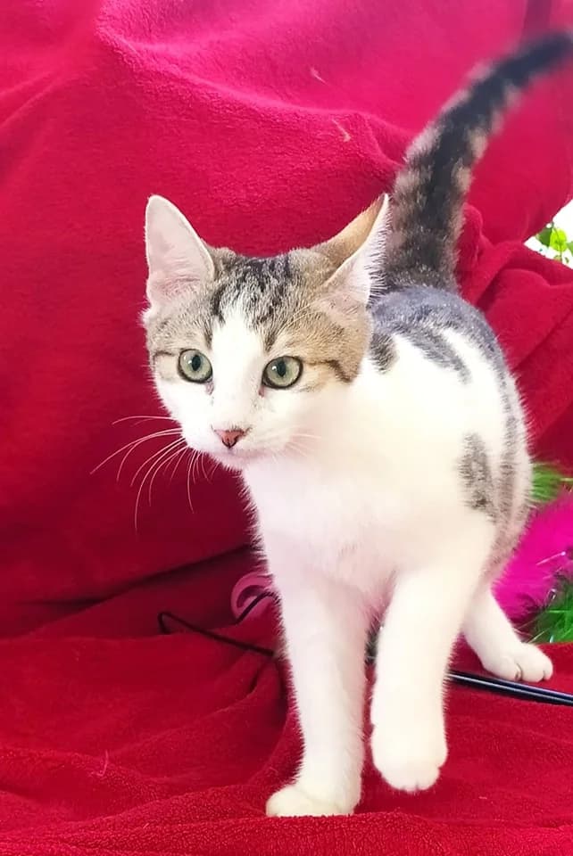 Dori, female Mixed Breed for adoption at SCARS - Second Chance Animal Rescue Society