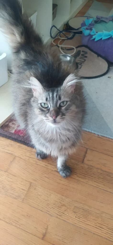Greca, female Mixed Breed for adoption at SCARS - Second Chance Animal Rescue Society