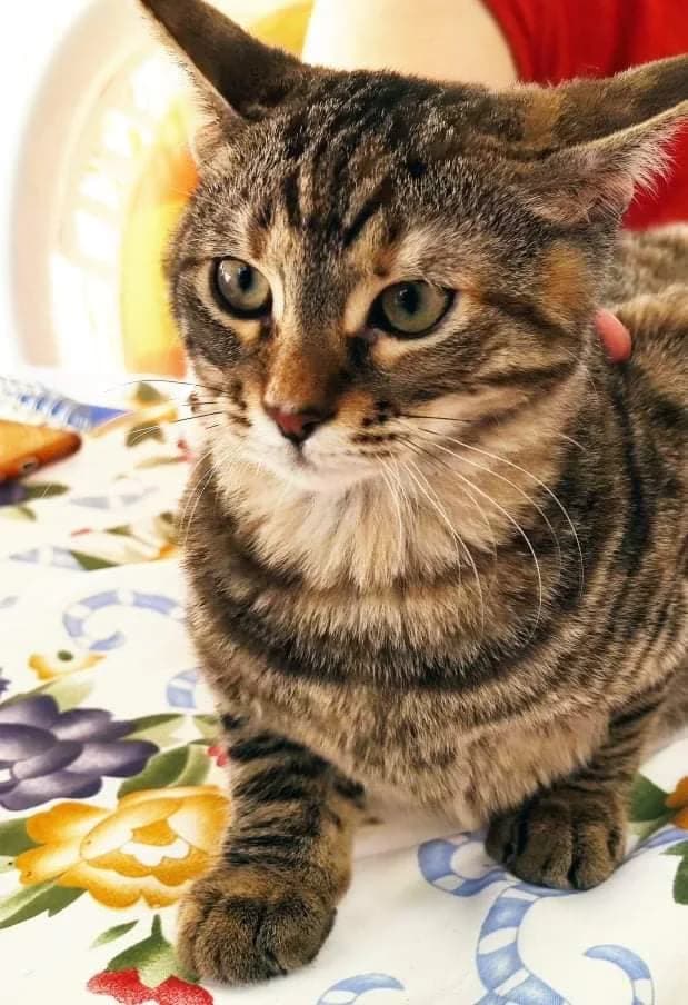 Jane, female Mixed Breed for adoption at SCARS - Second Chance Animal Rescue Society