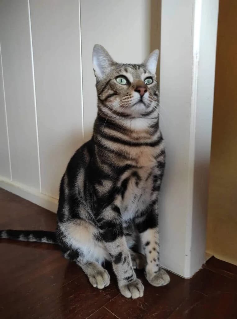 Noy, male Mixed Breed for adoption at SCARS - Second Chance Animal Rescue Society