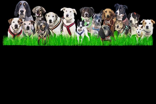 gdpr, Mixed Breed for adoption at Skiathos Dogs, Skiathos