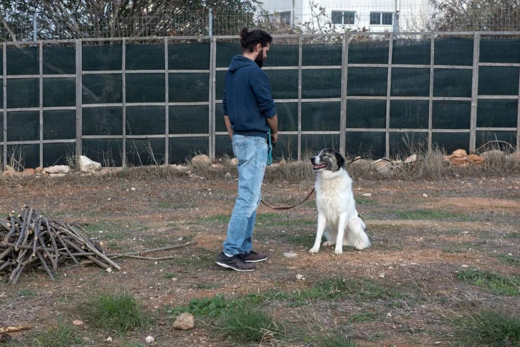 Aquila, male 5yo Mixed Breed for adoption at description