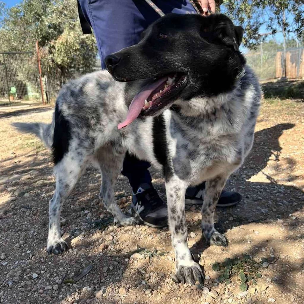 Bougatsas, male 7yo Mixed Breed for adoption at description