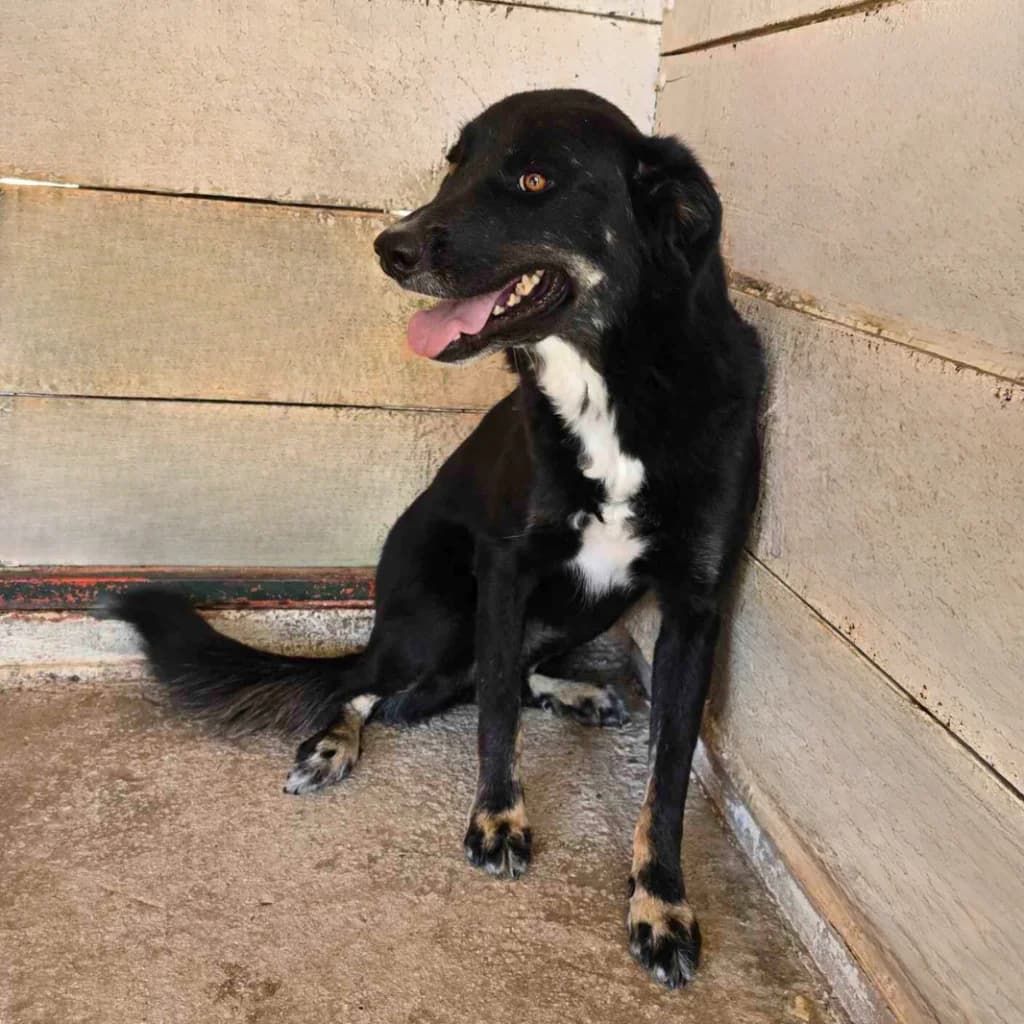 Calli, female 4yo Mixed Breed for adoption at description