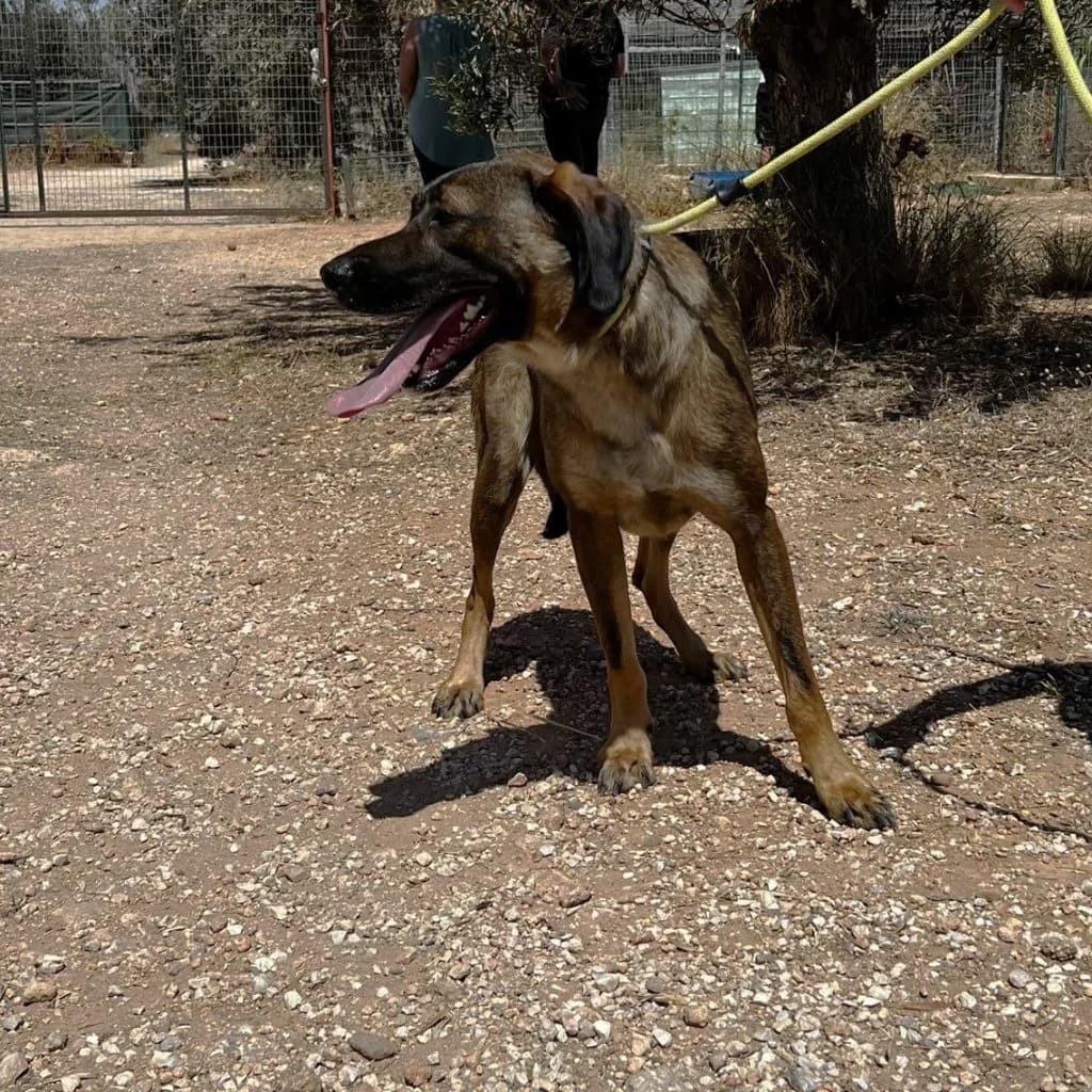 Carlos, male 5yo Mixed Breed for adoption at description