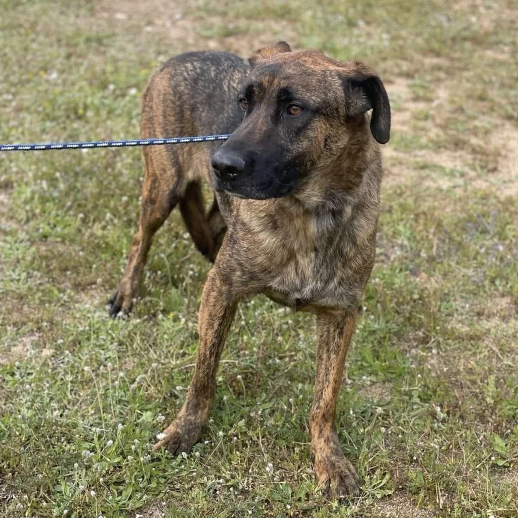 Charlie, male 5yo Mixed Breed for adoption at description