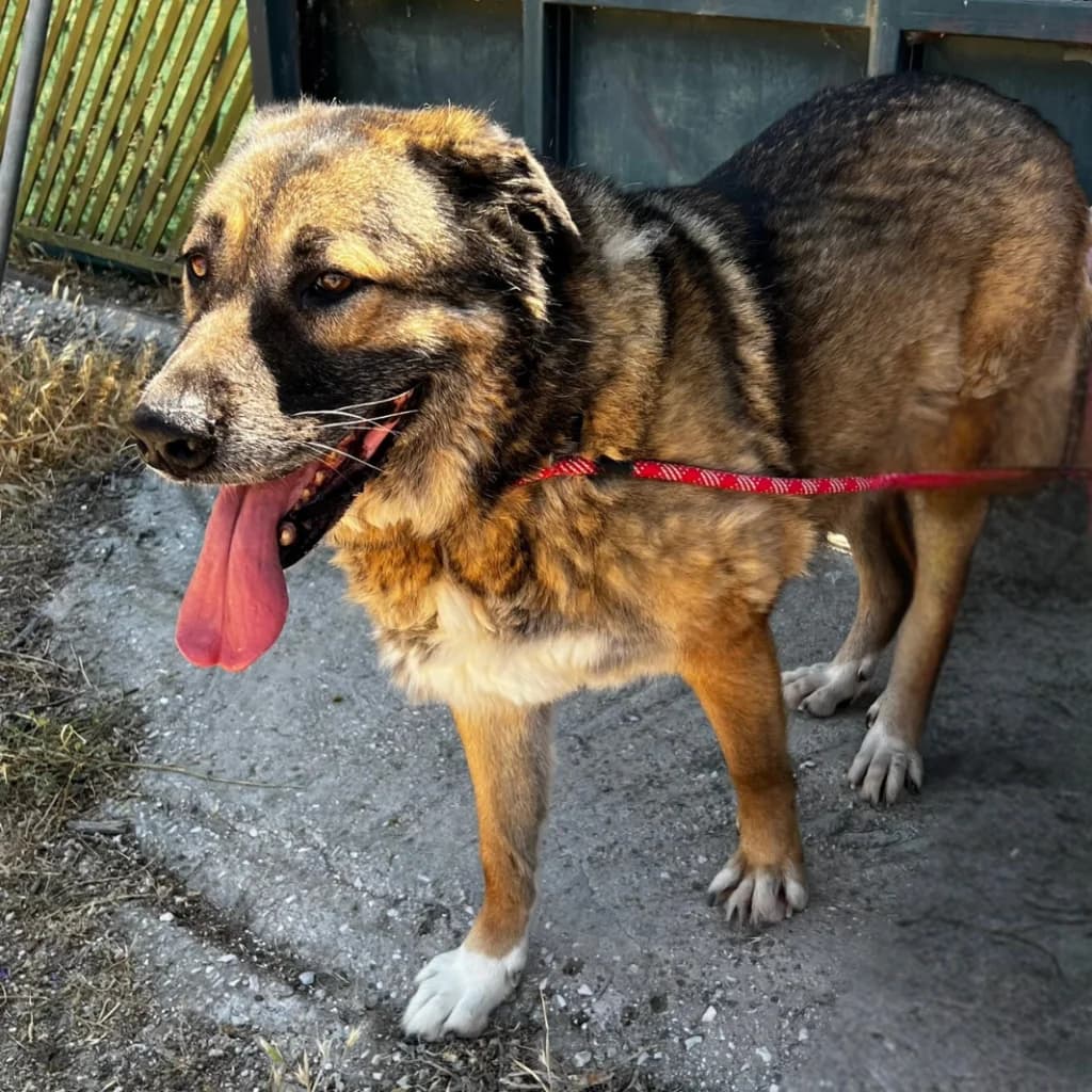 Cindy, female 6yo Mixed Breed for adoption at description