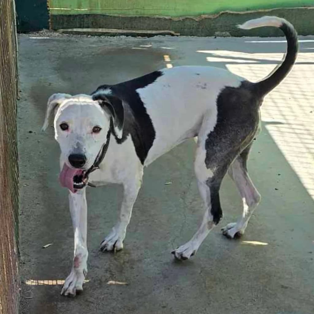 Errica, female 6yo Mixed Breed for adoption at description