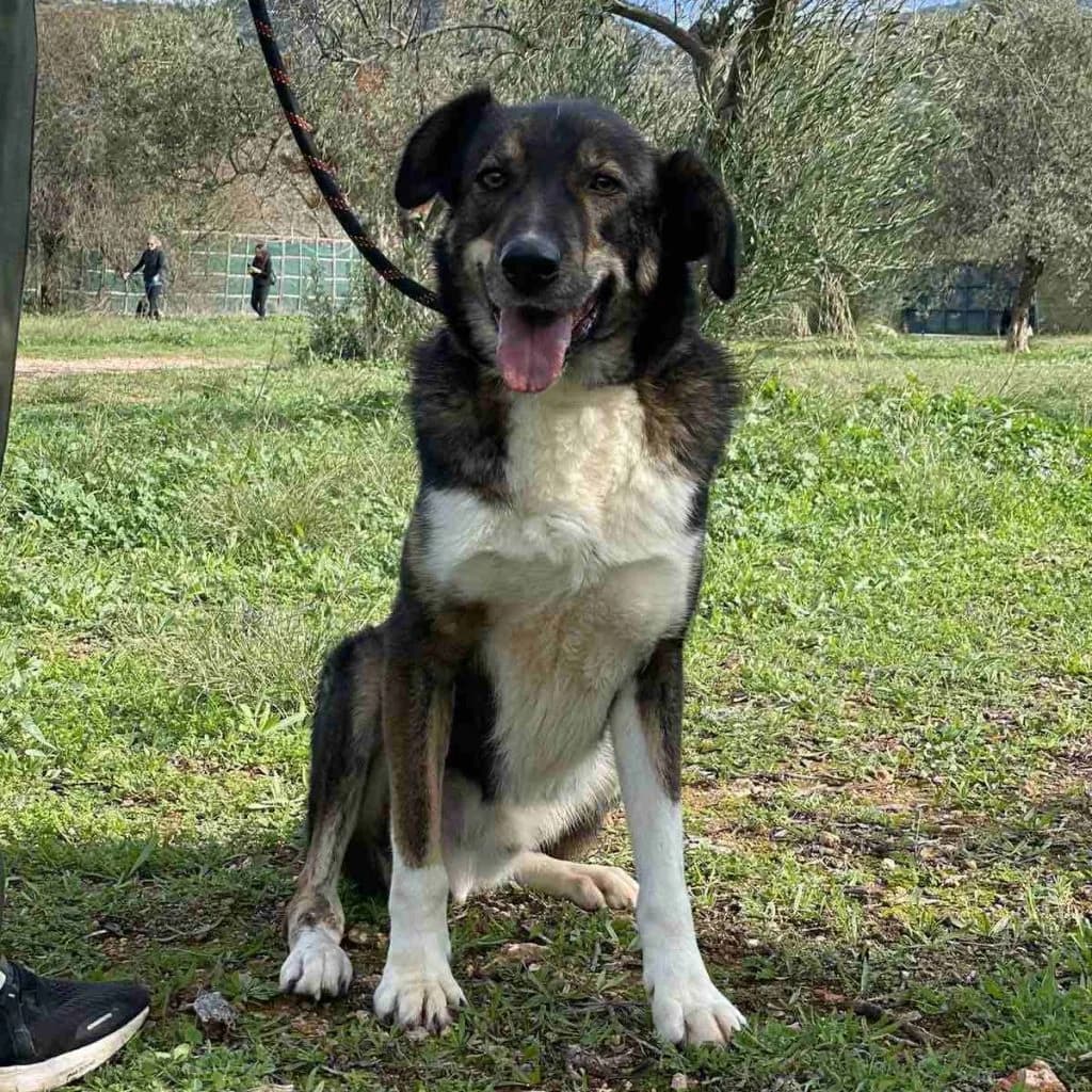 Jake, male 5yo Mixed Breed for adoption at description