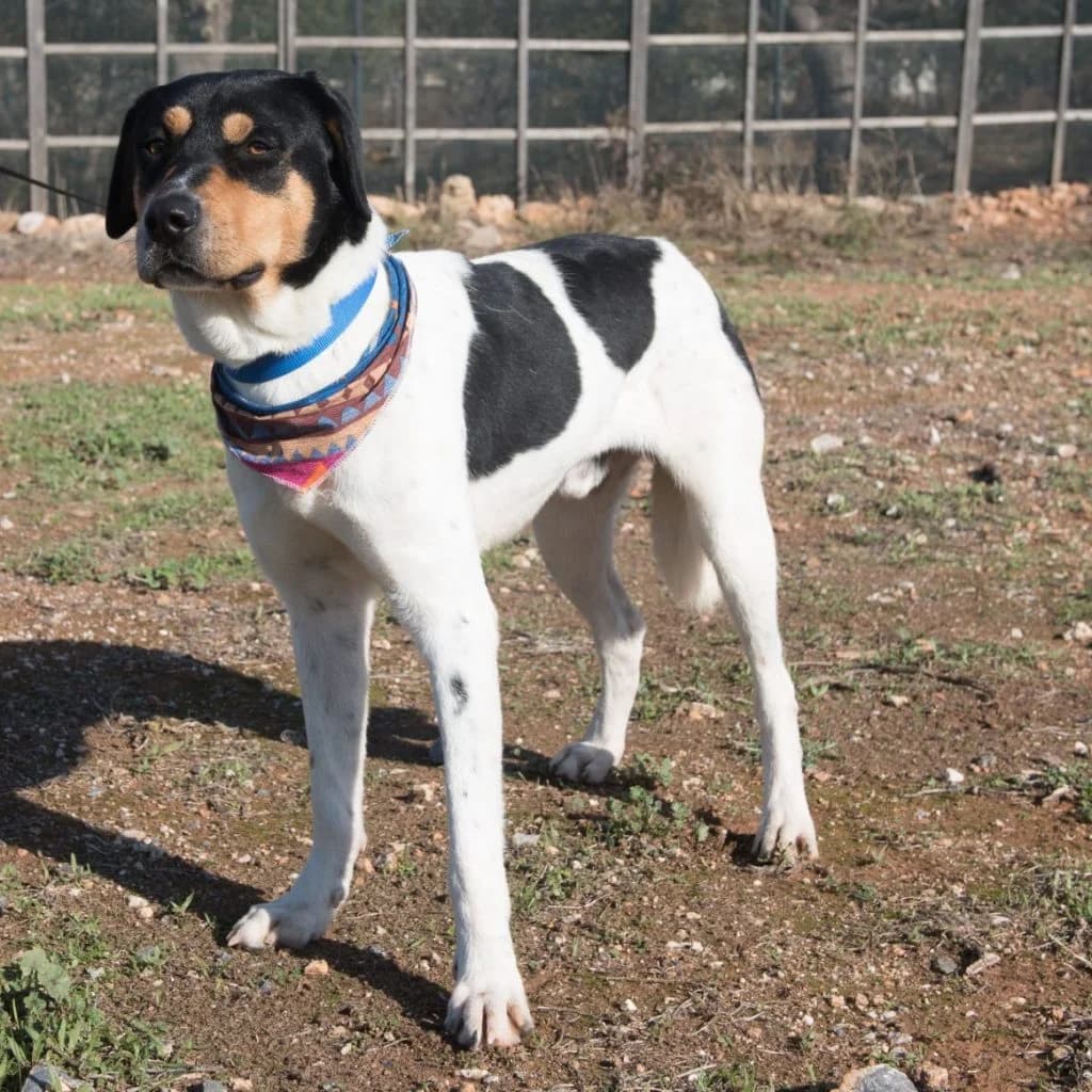 Larry, male 4yo Mixed Breed for adoption at description