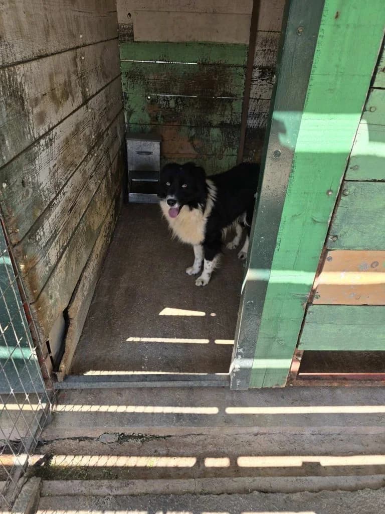 Loco, male young Mixed Breed for adoption at description