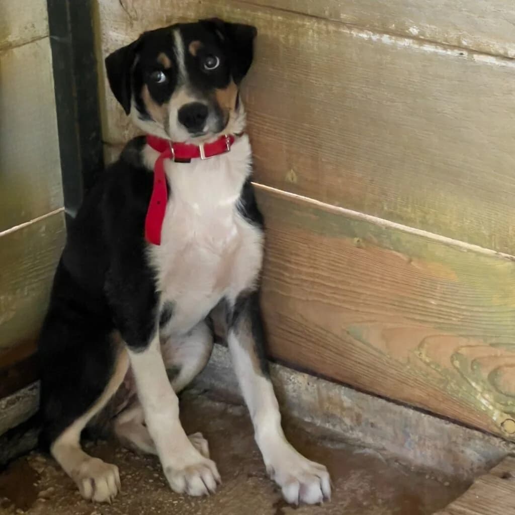 Moly, female 5yo Mixed Breed for adoption at description