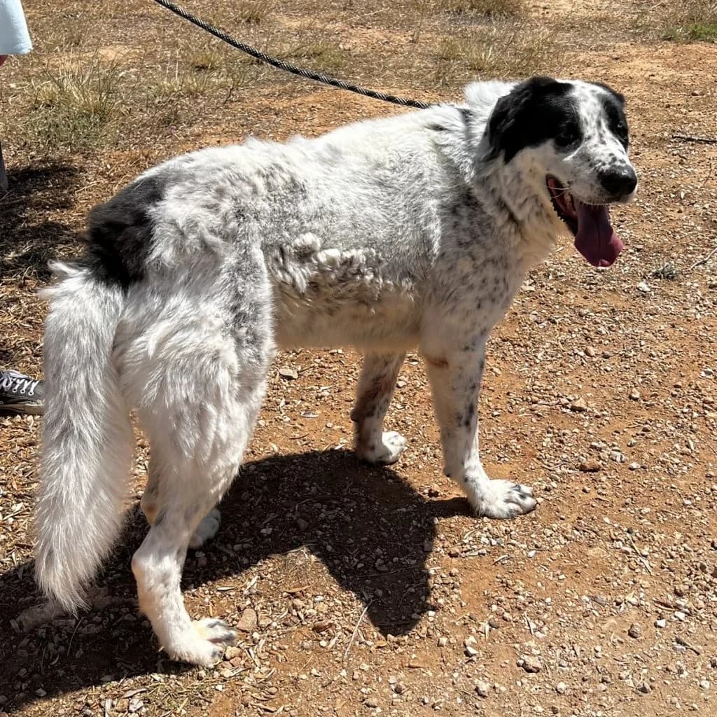 Moogher, male 6yo Mixed Breed for adoption at description