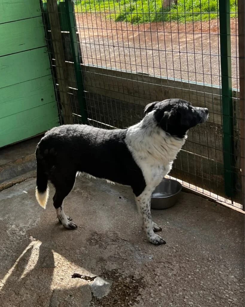 Olga, female senior Mixed Breed for adoption at description