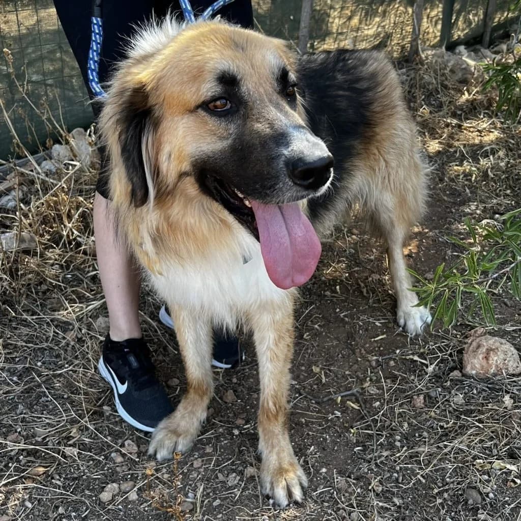 Ruby, male 5yo Mixed Breed for adoption at description