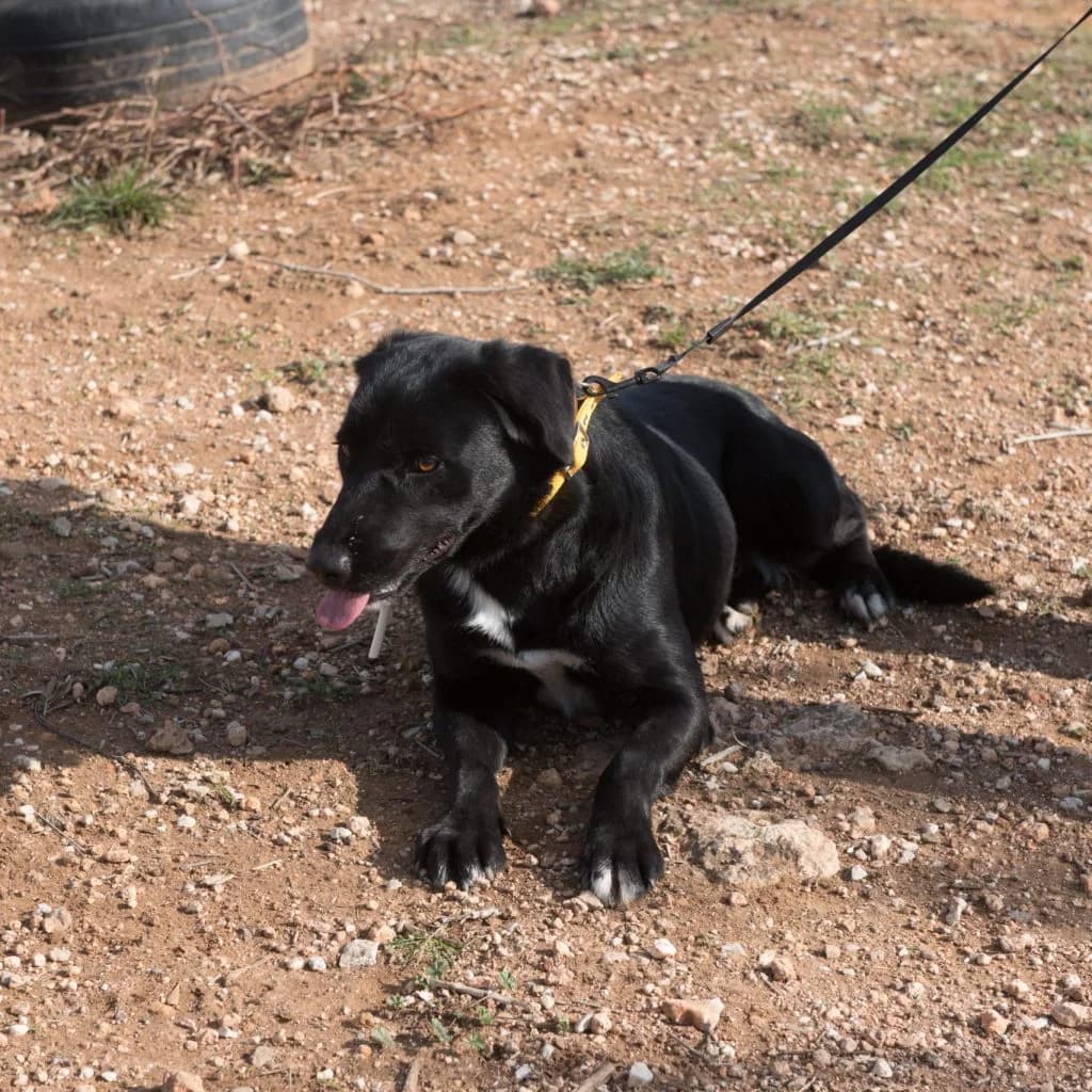 Sally, female 7yo Mixed Breed for adoption at description