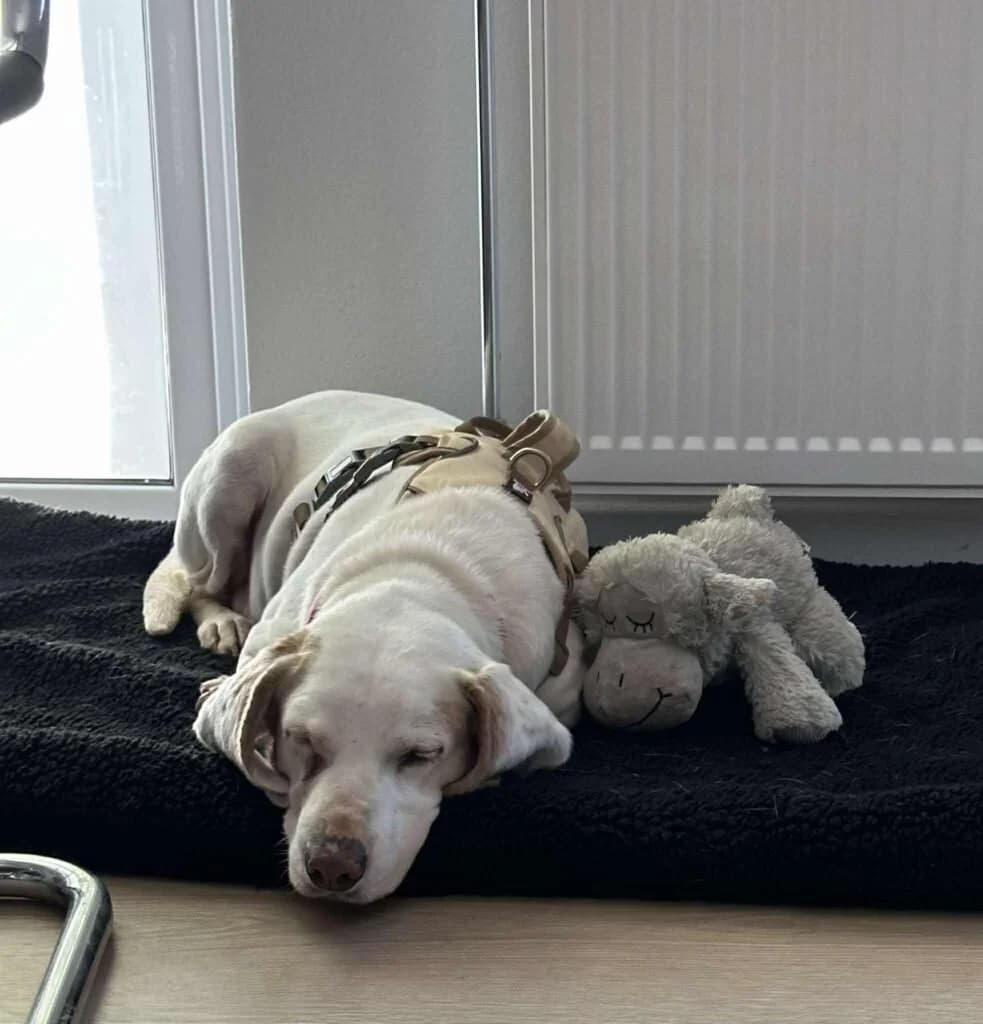 Charlie, male 3yo Mixed Breed for adoption at Souda Shelter, Chania