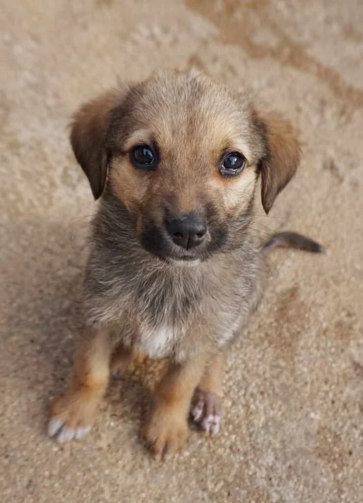 Waverly, female young Mixed Breed for adoption at Souda Shelter, Chania