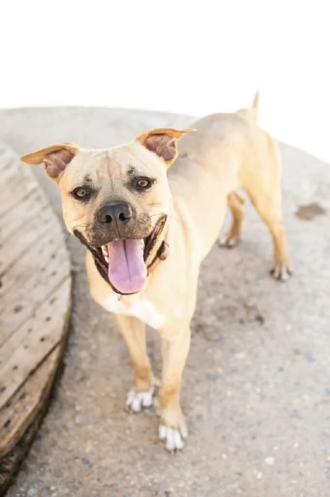 Rocco, male young Staffordshire Bull Terrier for adoption at Souda Shelter, Chania