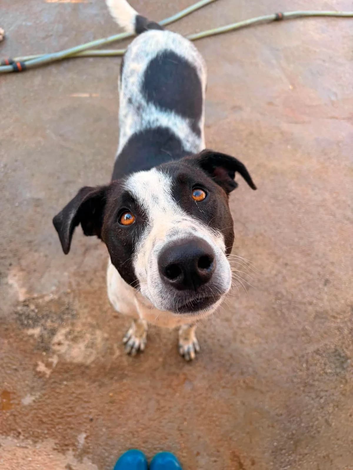 Okeanos, male young Mixed Breed for adoption at Souda Shelter, Chania