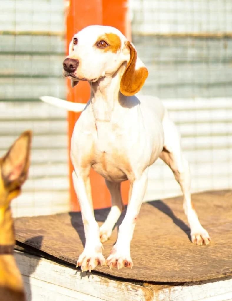 Ciabattino, male young Mixed Breed for adoption at Souda Shelter, Chania
