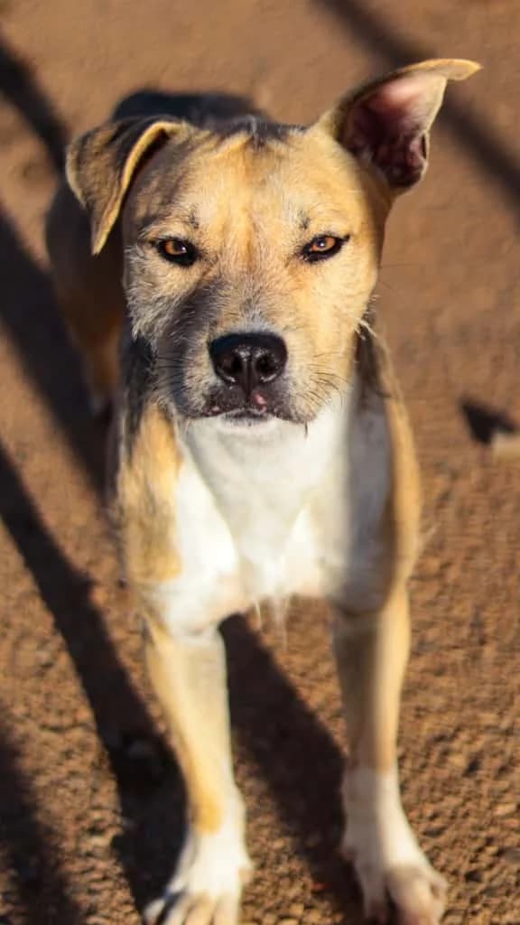 Palermo, male young Mixed Breed for adoption at Souda Shelter, Chania